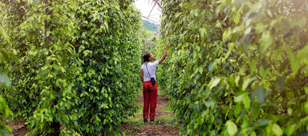 Walking through the pepper farms of Kampot