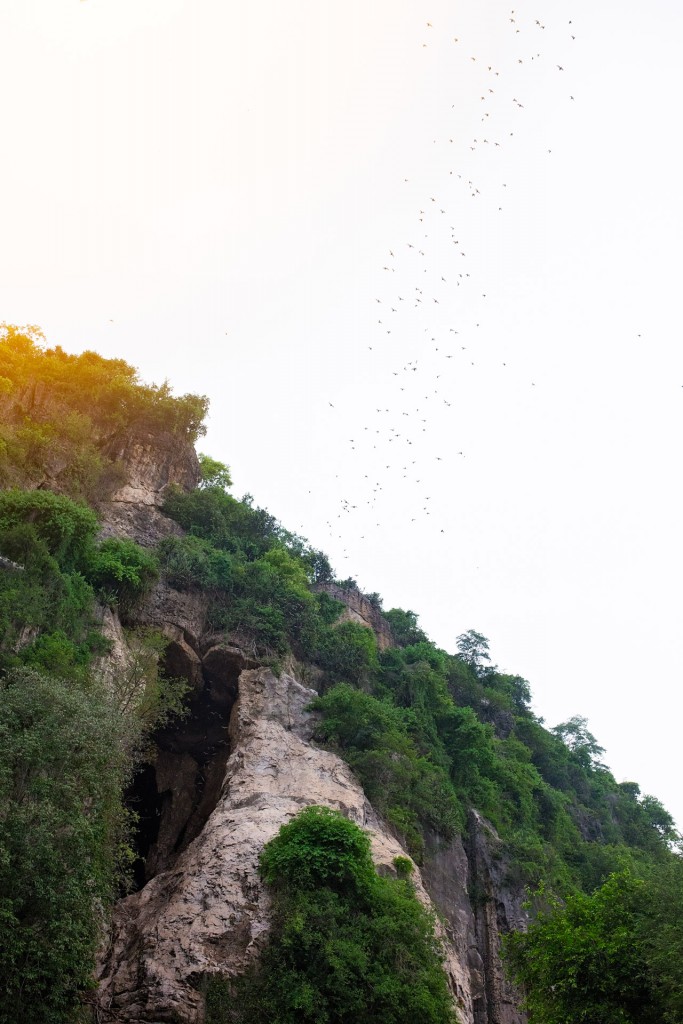 If you look closely you can see thousands of bats swarming out of the cave